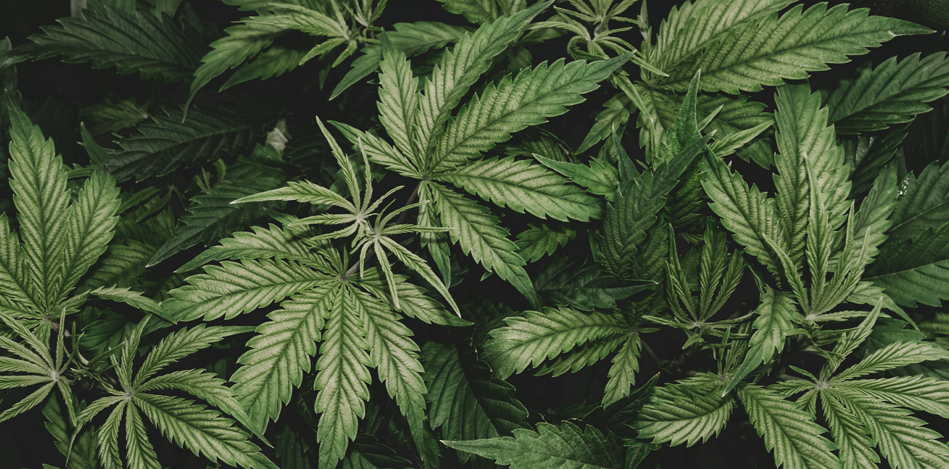 Medical Marijuana Cannabis Dispensary Peoria, IL